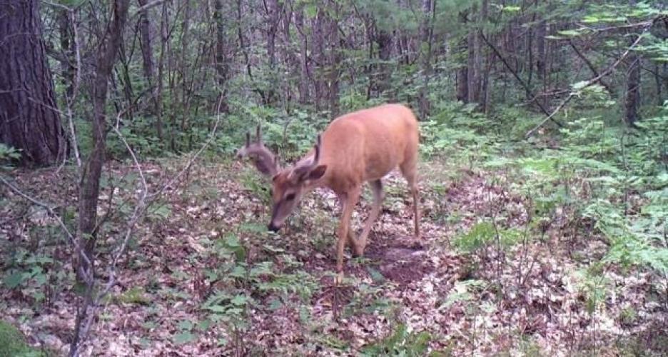 Summer White Tail Buck Braggin' Board Photo: Summer White Tail Buck