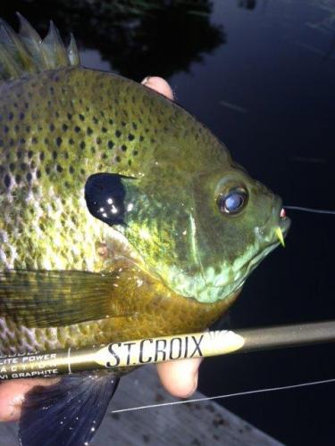 The Perfect Pan Fish Rod Braggin' Board Photo: The Perfect Pan Fish Rod