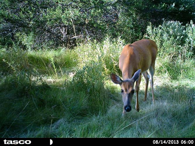 Whitetail Doe Braggin' Board Photo: Whitetail Doe