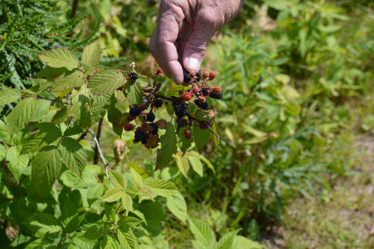 Picking Blackberries Braggin' Board Photo: Picking Blackberries