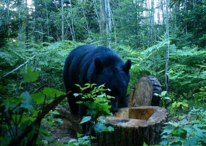Black Bear Checks The Bait Braggin' Board Photo: Black Bear Checks The Bait