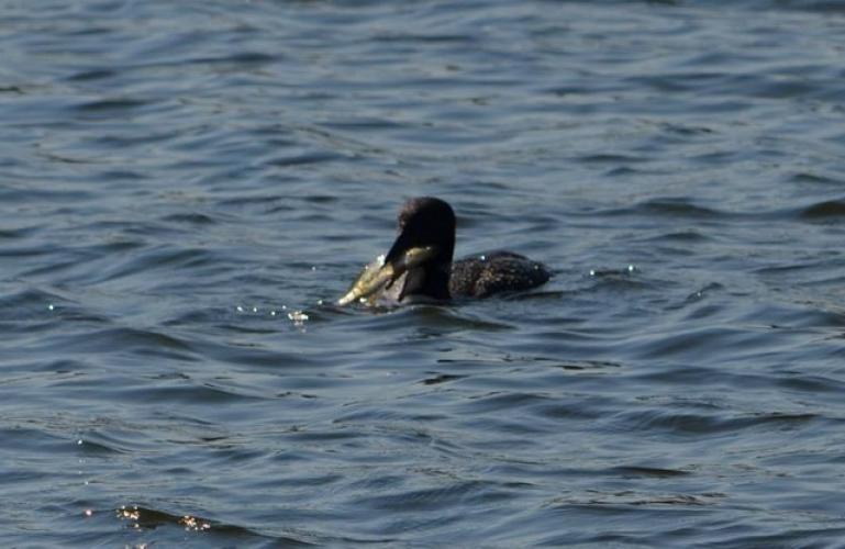 Loon Eats Crappie Braggin' Board Photo: Loon Eats Crappie