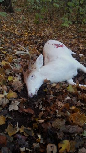 Braggin' Board Photo: Albino Buck 20131110 083134
