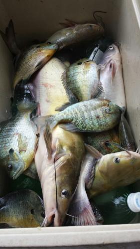 Braggin' Board Photo: Cats & Bream