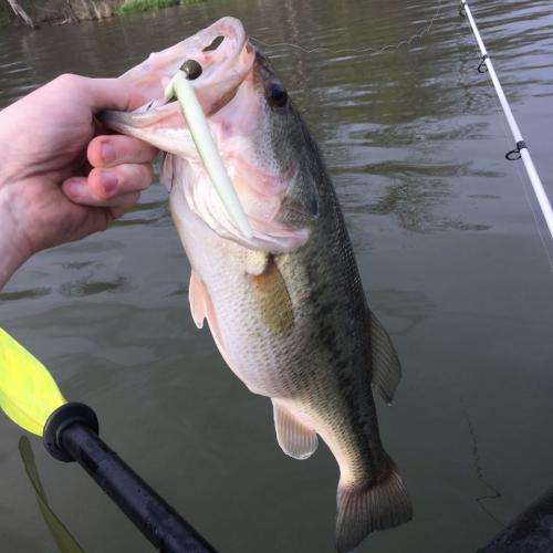 Braggin' Board Photo: 4 lb Ascend  Kayak