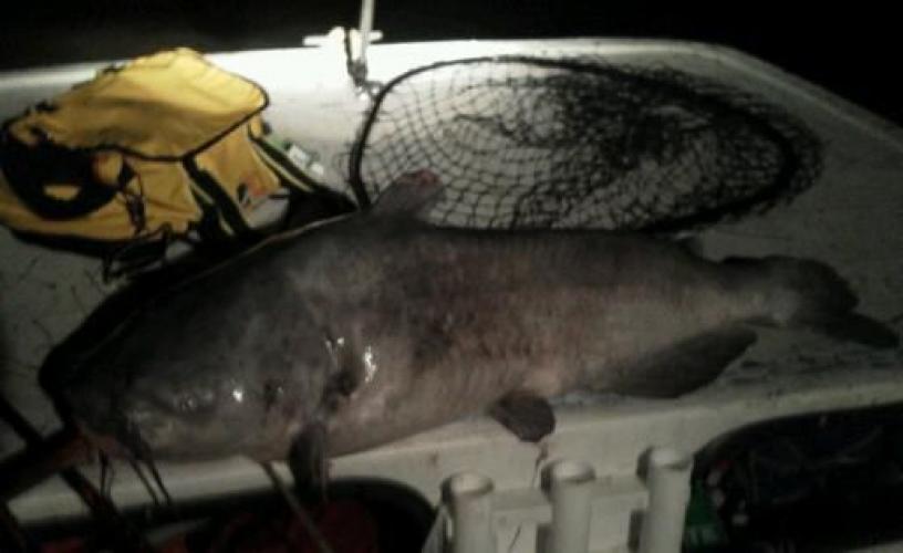 Braggin' Board Photo: 57 lb blue Cat on deck