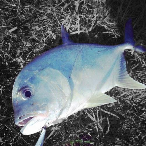 Braggin' Board Photo: Nice Saltwater Blue