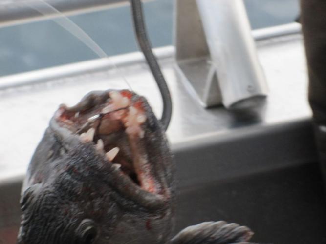 Braggin' Board Photo: Catfish with some serious teeth