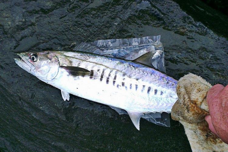 Braggin' Board Photo: Mackerel