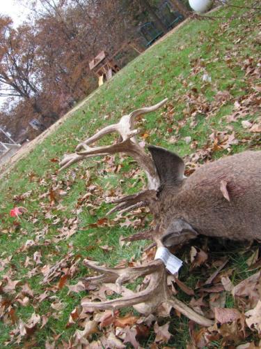 Braggin' Board Photo: My dbl drop tine buck