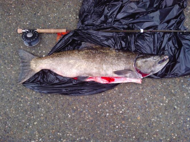 Braggin' Board Photo: Fly Fishing Salmon