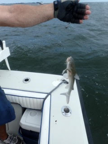 Braggin' Board Photo: Saltwater Catfish