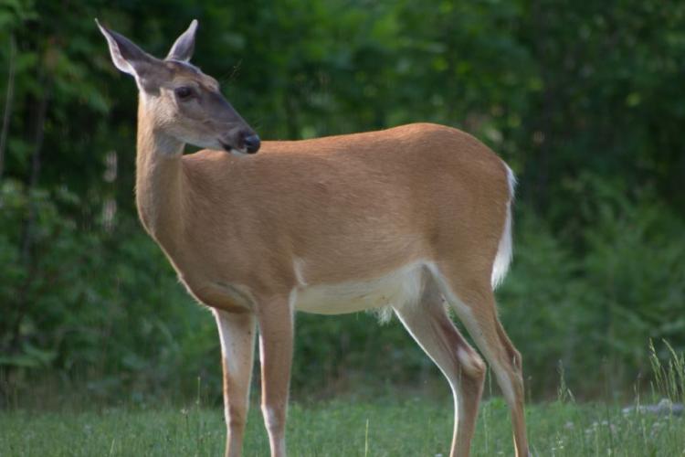 Braggin' Board Photo: Momma Doe