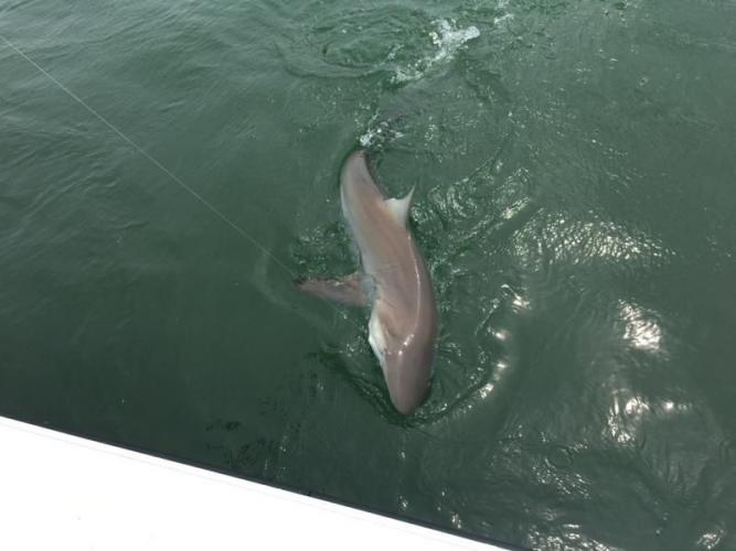 Braggin' Board Photo: Blacktip shark