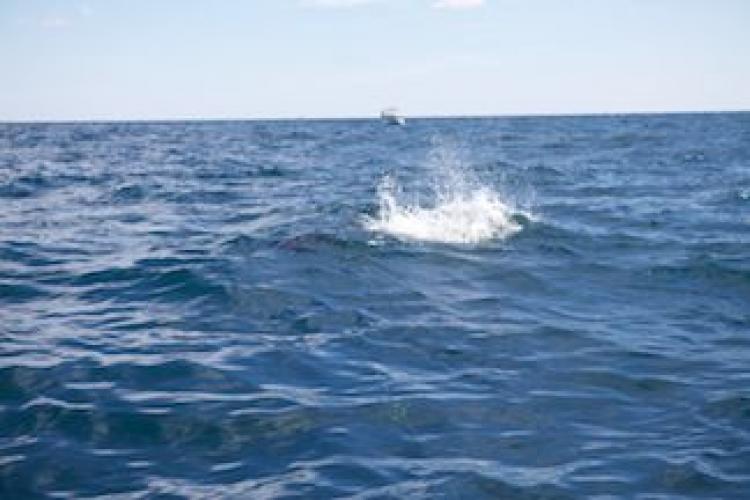 Braggin' Board Photo: Offshore with Peace Marvel1889