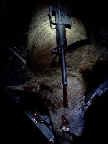 Braggin' Board Photo: hog