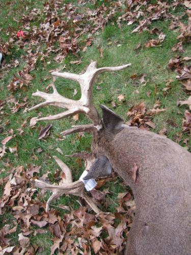 Braggin' Board Photo: Double drop tine Buck 1