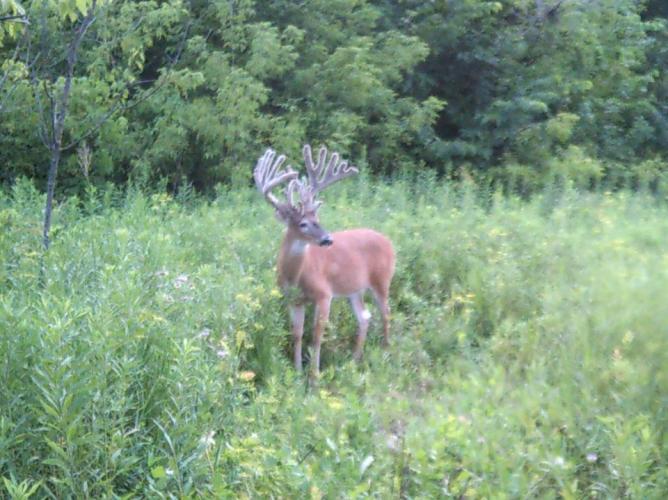 Braggin' Board Photo: Velvet Photo Buck