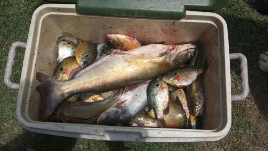 Braggin' Board Photo: Great day fishing catfish & bream