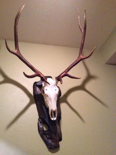 Braggin' Board Photo: My elk mount In european design
