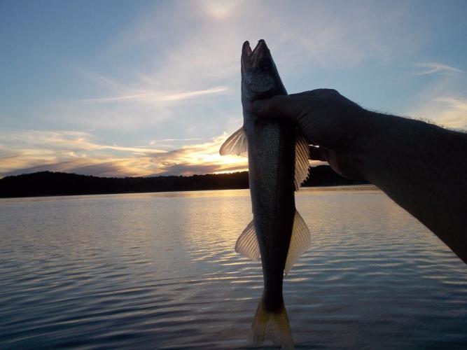 Hartwell Walleye Braggin' Board Photo: Hartwell Walleye