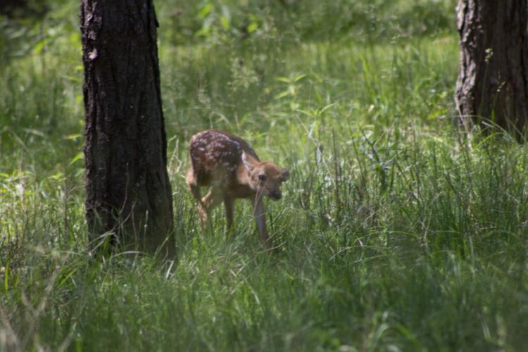 Braggin' Board Photo: Spotted this little fawn