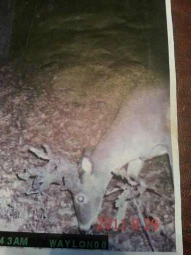 Braggin' Board Photo: cactus buck