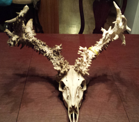 Braggin' Board Photo: cactus buck