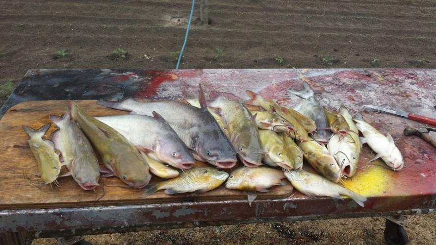 Braggin' Board Photo: Catfish