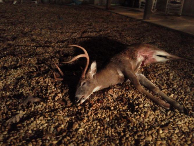 Braggin' Board Photo: 6 point Buck 10/30/13