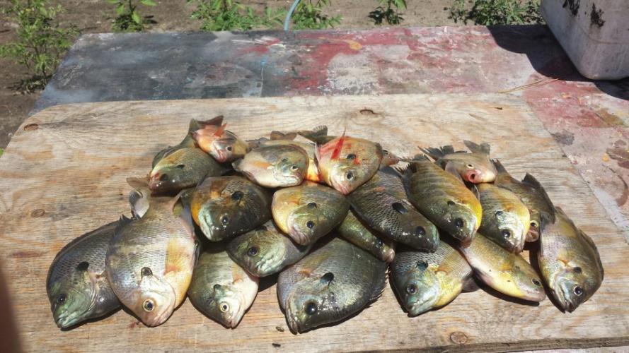 Braggin' Board Photo: Great Day Panfishing