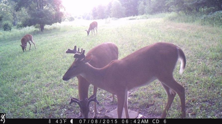 Braggin' Board Photo: Young buck herd