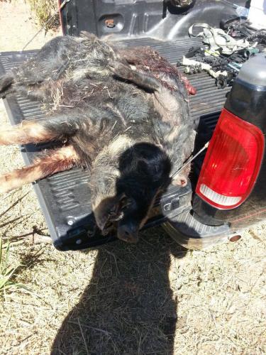 Braggin' Board Photo: hog Hunt