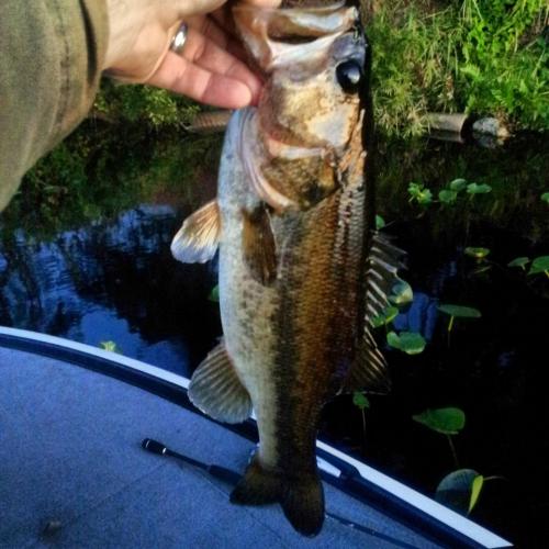 Braggin' Board Photo: Nice Bass