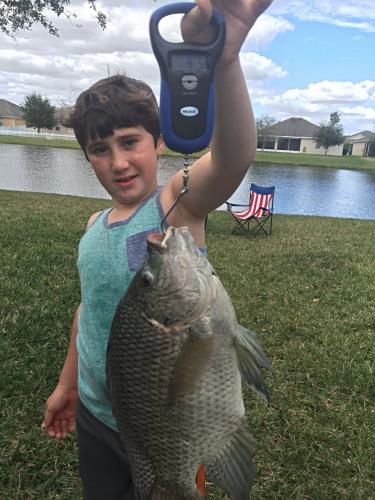 4.5 lb Tilapia in our yard! Braggin' Board Photo: 4.5 lb Tilapia in our yard!