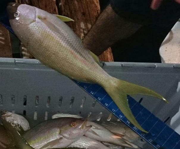 Braggin' Board Photo: Best catch of the day