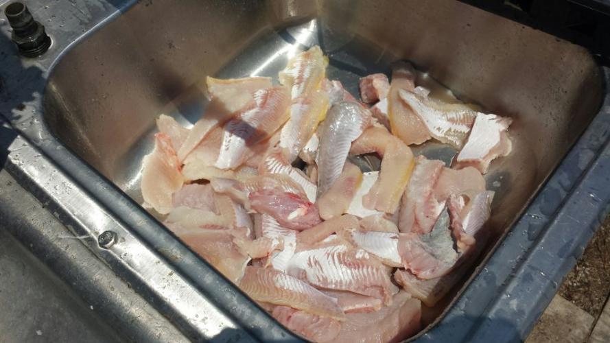 Braggin' Board Photo: Nice size fish fillets