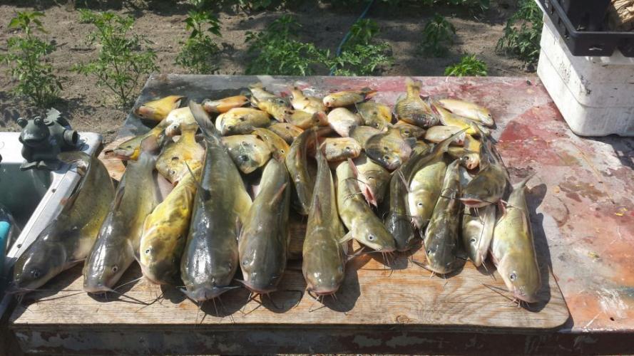 Braggin' Board Photo: Cats & Panfish