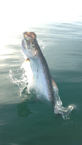 Braggin' Board Photo: tarpon jump new