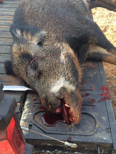 Braggin' Board Photo: Lucky Wild Hog?