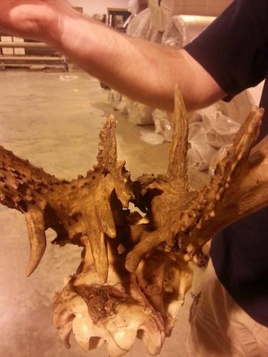 Braggin' Board Photo: Kansas Buck