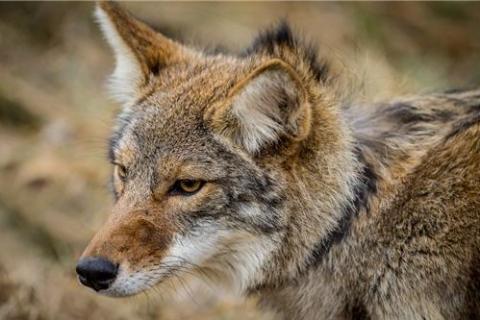 News & Tips: Coyote Hunting Tips: Thoughts After a Hunting Trip...