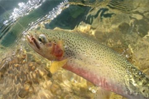 News & Tips: Catching Cutthroat Trout