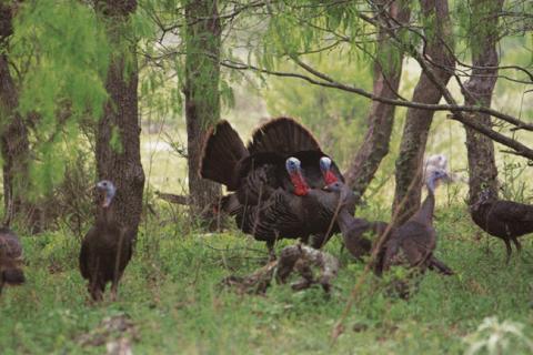 News & Tips: Bow Hunter Tim Wells & Winchester Pattern Board Expert Brad Criner on Bass Pro Shops Outdoor World Radio...