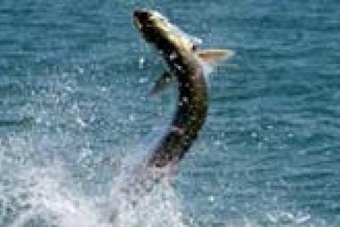 News & Tips: Tarpon Fishing Basics Part 2