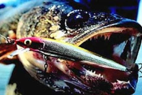 News & Tips: Walleye Fishing Tackle Buyers Guide