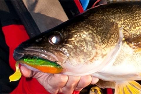 News & Tips: Smash Fall Walleye With Swimbaits