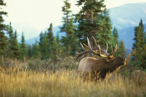 Elk: Copyright Denver Bryan/ Images On The Wildside 2016...