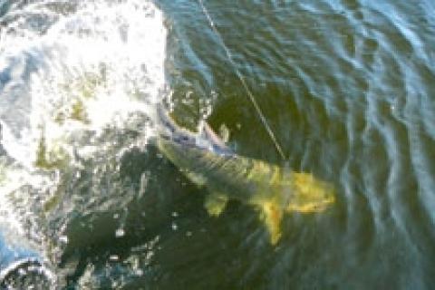 News & Tips: Cut Baiting for Tarpon