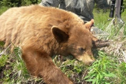 News & Tips: Not-So Black Bears